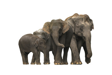 Family of Asian elephants isolated on white background