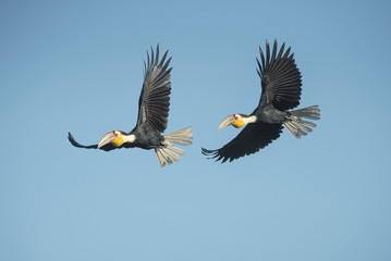 Wreathed Hornbill flying on blue sky ,Beautiful birds in nature