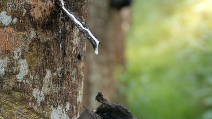 Close up of Rubber Latex of rubber trees.