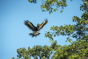 Great hornbill or Great indian hornbill flying in nature