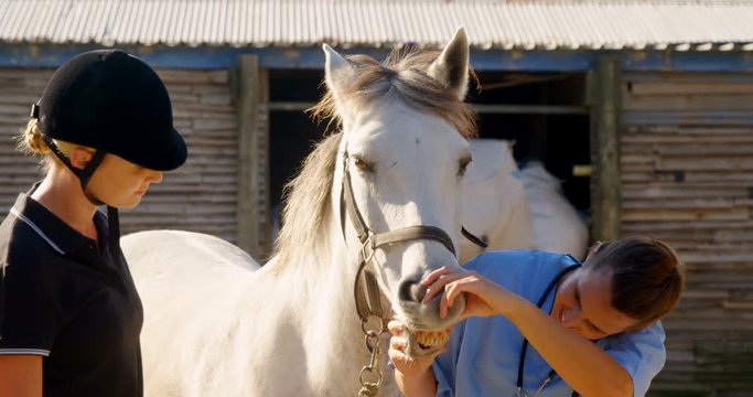 Veterinarian examining horse in ranch 