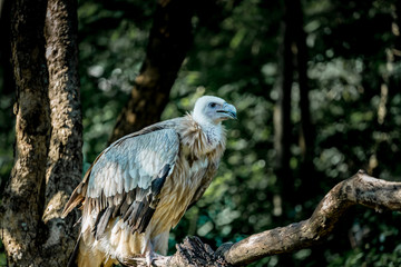 Vulture