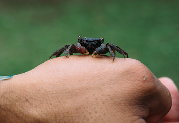 Crab on Finger