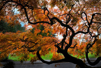 Japanese maple tree in autumn. Stanley Park. Vancouver. British Columbia. Canada