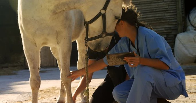 Veterinarian and woman interacting while examining horse 