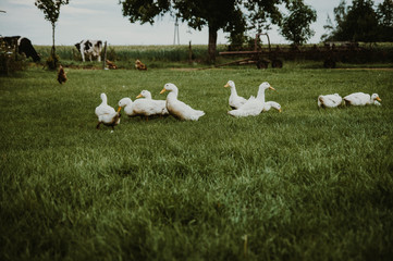 A group of ducks