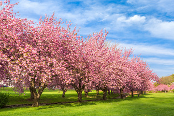 Kirschbaumblütenexplosion an einem sonnigen Aprilmorgen in Hurd Park, Dover, New Jersey.