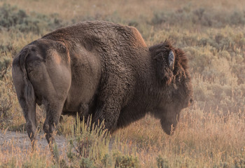 Dusty Buffalo in Dry Field