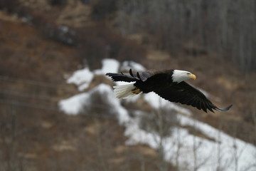 Flying Eagle