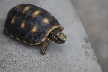 Little Turtle