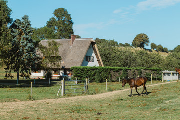 Fototapeta na wymiar Country house with thatched roof and green garden in Normandy, France on a sunny day. Beautiful countryside landscape with horses walking on grass. French lifestyle and typical french architecture