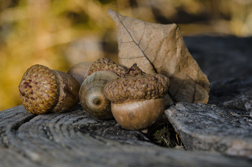 Acorns of Autumn Resting on Aged and Weathered Wood