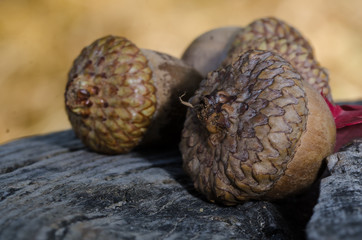 Acorns of Autumn Resting on Aged and Weathered Wood