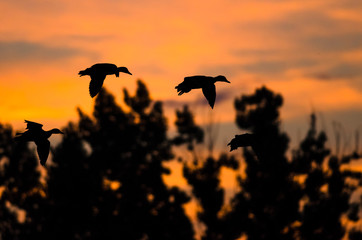 Flock of Ducks Silhouetted in the Sunset Sky As They Flies