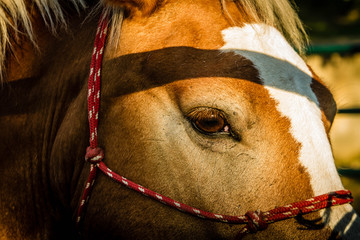 Horse