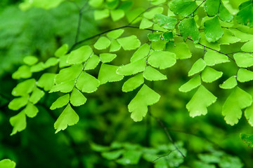Blurred of green natural background.