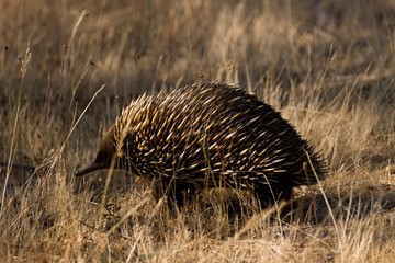 Short-beaked Echidna (Tachyglossus aculeatus)