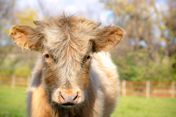 Fototapeta premium Sweet faced fuzzy hairy young american highland cow with big eyes looking right into camera. small nubbins of horns starting. Light brown and white coat. 