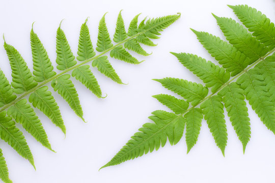 leaf of fern isolated on white background (Filicopsida, Pterophyta, Filicinae o Polypodiophyta)