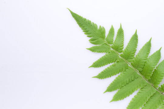 leaf of fern isolated on white background (Filicopsida, Pterophyta, Filicinae o Polypodiophyta)