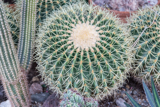 cactus close up
