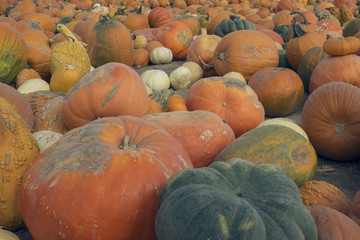 Pumpkin field,  pile, group. Pumpkin assortment.