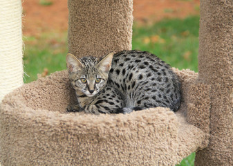 Savannah cat. Beautiful black spotted and striped Serval Savannah kitten with yellow eyes and a...
