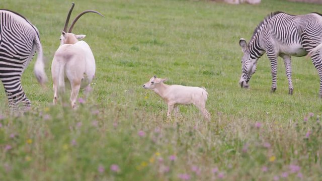  Zebra & scimitar-horned oryx with calf grazing on grass at wildlife park