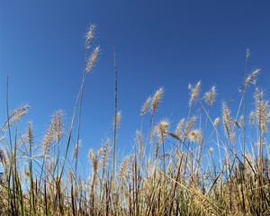 Blue sky and fox tails