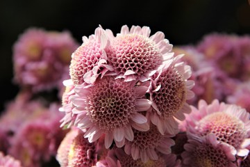 Naklejka premium Pink crysanthemum 