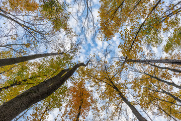 Low Angle View of Trees in Autumn