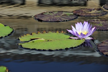 Purple lily pad