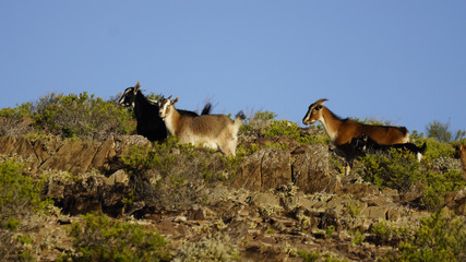 Goats in the Flinders Ranges, South Australia.