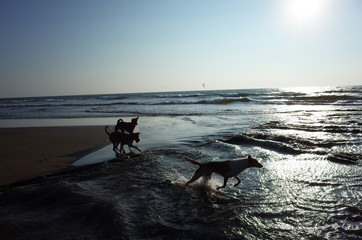 Fototapeta na wymiar silhouettes of dogs that play run running in the water in the ocean and behind silhouettes of kiteurs