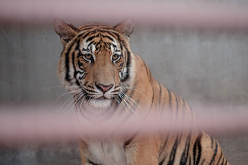 the tiger sits behind the bars and looks into the camera