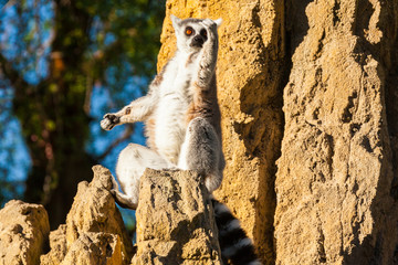 lemur madagascar © Marco