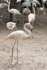 a large flock of pink flamingos