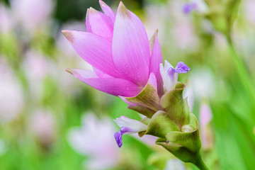 Curcuma alismatifolia, siam tulip flower or summer tulip ( Krachai flower ) on green background in the garden