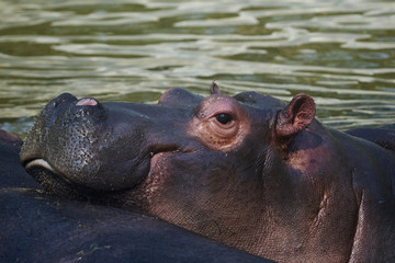 Fototapeta premium funny muzzle of a hippopotamus in water