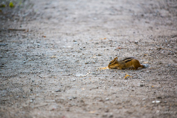 Chipmunk