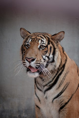 the tiger sits behind the bars and looks into the camera