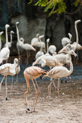 a large flock of pink flamingos