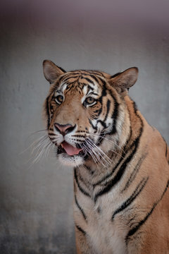 the tiger sits behind the bars and looks into the camera