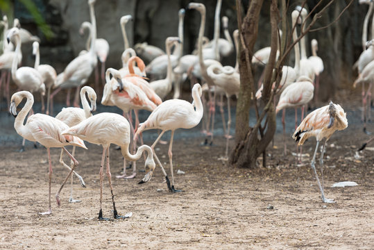 a large flock of pink flamingos