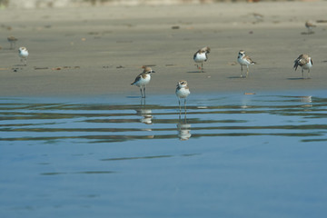 small white-breasted birds are looking for food on the beach in the sand and water