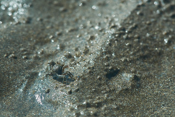 closeup of a small crab on the wet sand of the sea