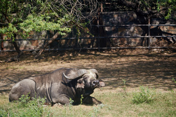 Obraz premium buffalo lies in the grass in the sun