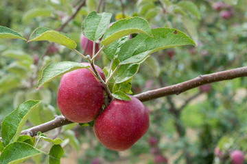 Pair of Apples Hanging in Orchard