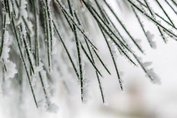 Frosted Pine Needles