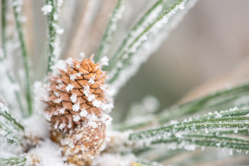 Frosted Pinecone